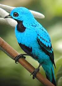 Cotinga